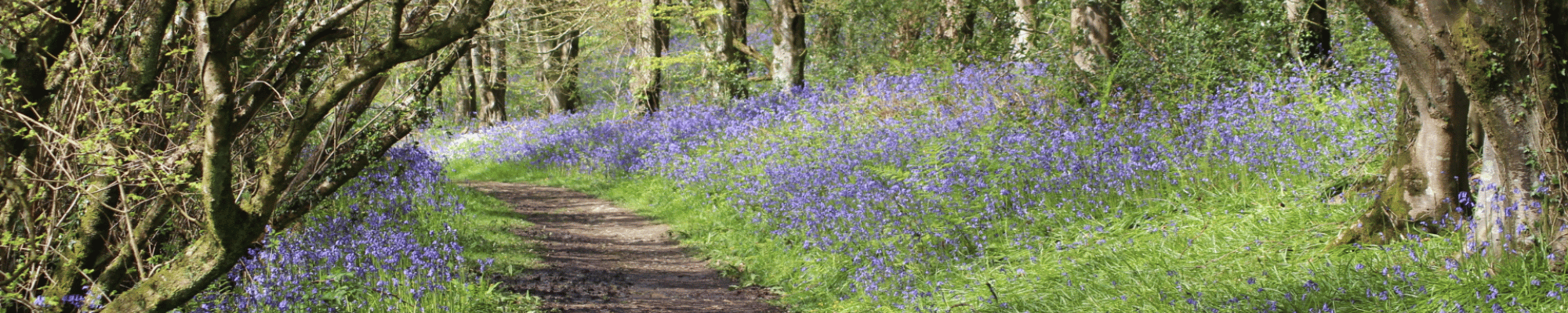 A forest path surrounded by bluish, purple flowers on either side.